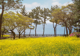롯데호텔 제주, 봄맞이 '뷰티불 모먼트 오브 스프링' 패키지 출시