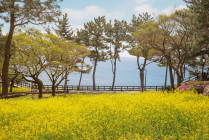 롯데호텔 제주, 봄맞이 '뷰티불 모먼트 오브 스프링' 패키지 출시