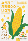 제주 '수산리 사탕옥수수 대잔치' 14~15일 개최